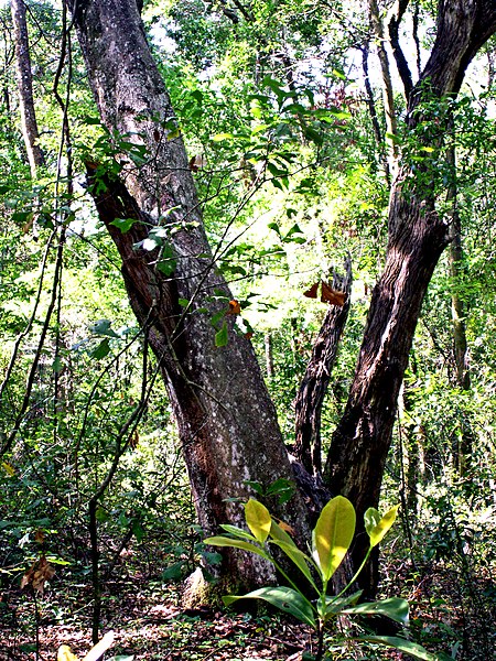 File:Tree Hill Nature Center02.jpg