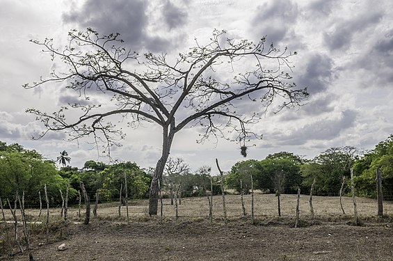Tree in Nordeste of Brazil