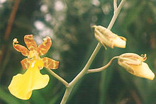 Trichocentrum splendidum Trichocentrum-splendidum.jpg