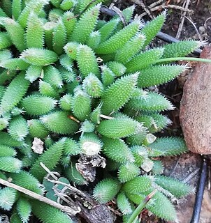 <i>Trichodiadema pygmaeum</i> Species of succulent