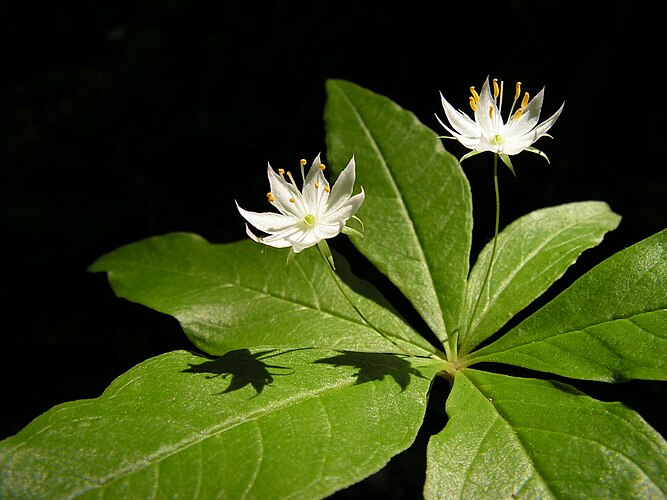 Седмичник северный (Trientalis borealis)