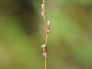 물지채(Triglochin palustris)