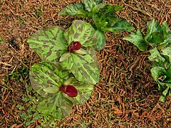 Description de l'image Trillium chloropetalum.jpg.