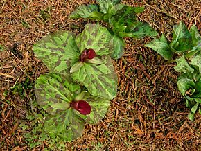 Opis zdjęcia Trillium chloropetalum.jpg.