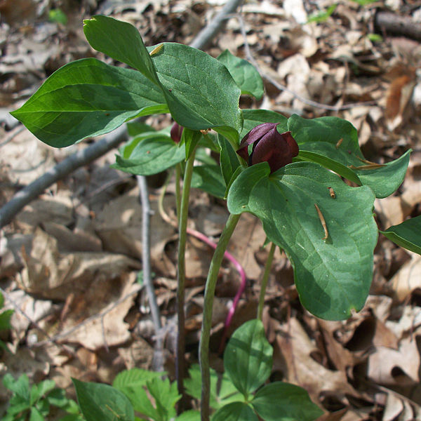 File:Trillium recurvatum, 2015-05-06, Bird Park, 01.jpg