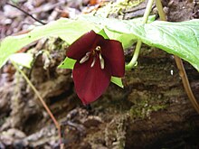 Trillium vaseyi, Шугарлендс, Национальный парк Грейт-Смоки-Маунтинз, Теннесси - 20070326.jpg