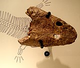Fossilized skull of the Permian amphibian Trimerorhachis Trimerorhachis insignis.JPG