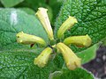 Inflorescence