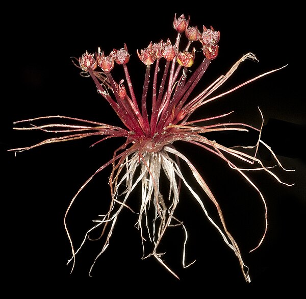 Image: Trithuria submersa   Flickr   Kevin Thiele