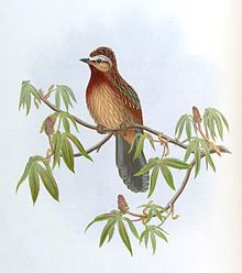 Gould's painting TrochalopteronVirgatumGould.jpg