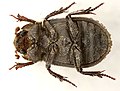 Trox sabulosus