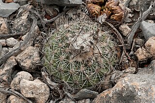 <i>Turbinicarpus saueri</i> Species of cactus