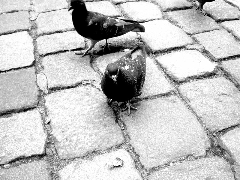 File:Two Pigeons in Poznan.jpg