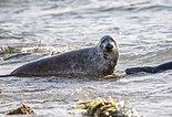 Two seals in the water.jpg