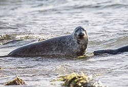 Två gråsälar i Måkläppens naturreservat