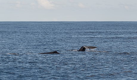 Two sperm whales (Physeter macrocephalus), São Miguel Island, Azores, Portugal