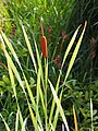 Typha latifolia 'Variegata', Pałka szerokolistna 'Variegata', 2015-08-30