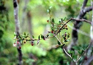 Chilijska guawa (Ugni molinae), przy wodospadach „Saltos de Petrohué”