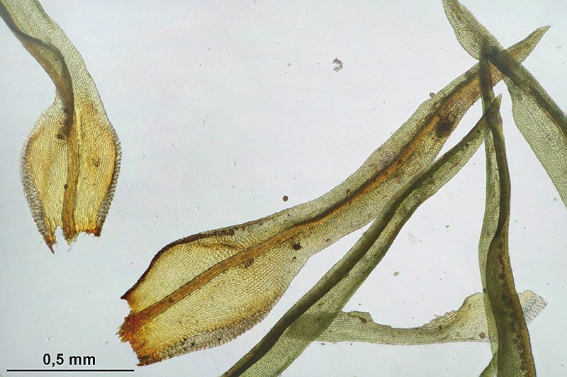 File:Ulota crispa (a, 144651-474826) 8616.JPG