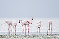 * Nomination: A group of pink flamingos in Guellala - DjerbaI, the copyright holder of this work, hereby publish it under the following license:This image was uploaded as part of Wiki Loves Earth 2024. --Skander zarrad 20:20, 29 May 2024 (UTC) * * Review needed