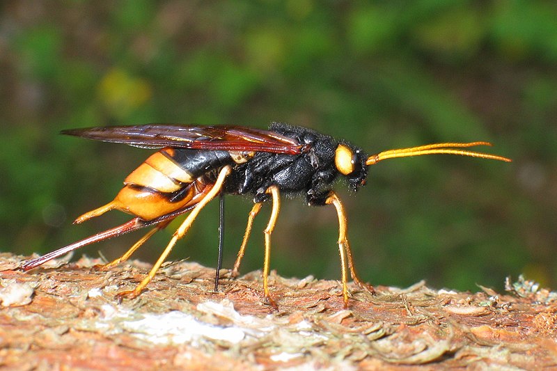 File:Urocerus gigas5.jpg