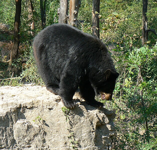 File:Ursus americanus.jpg