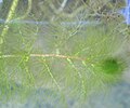 フサタヌキモ(Utricularia dimorphantha)