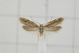 <i>Ethmiopsis</i> genus of insects