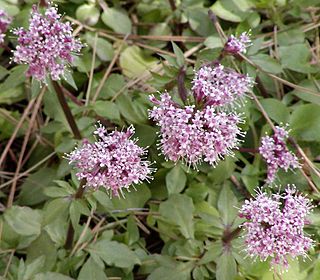 <i>Valeriana arizonica</i> Species of plant