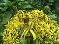 Una flor amb un insecte