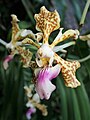 Vanda tricolor