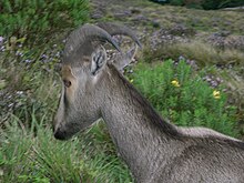 A Nilgiri tahr at Rajamalai near Munnar