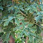 Vasconcellea pubescens.jpg