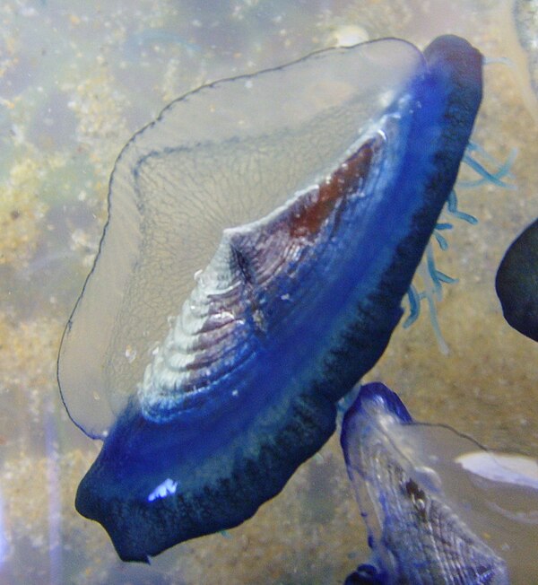 Velella moves by sailing.