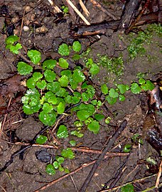 Veronica jovellanoides leaves.jpg