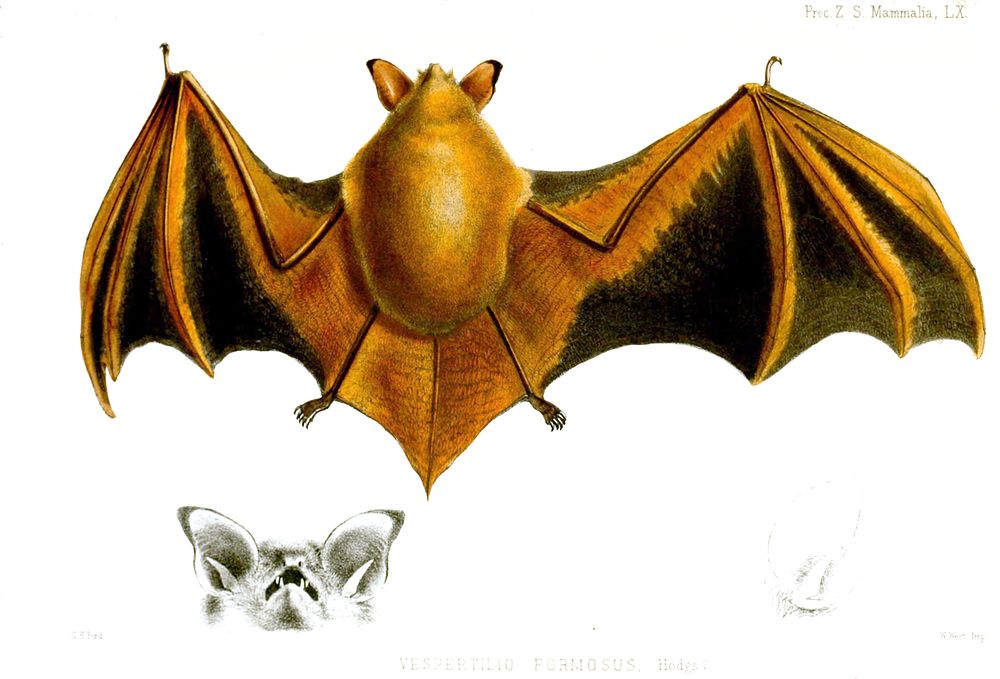 The average adult weight of a Hodgson's bat is 7 grams (0.02 lbs)