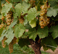 Thumbnail for File:Vidal grapes.png