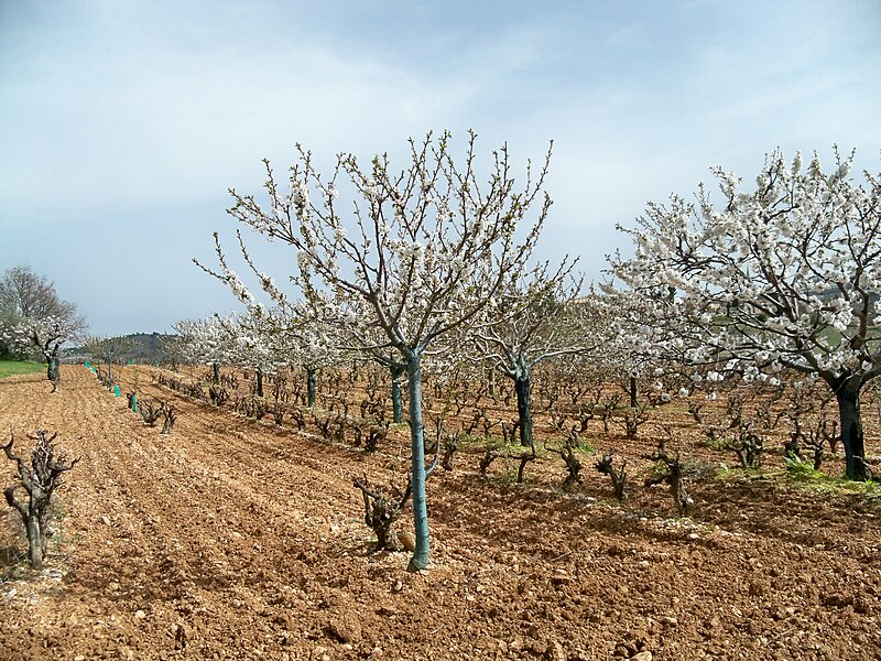 File:Vigne et Cerisiers.JPG