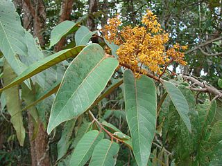 <i>Virola sebifera</i> Species of tree in the family Myristicaceae