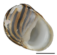 Vittina coromandeliana shell.png 