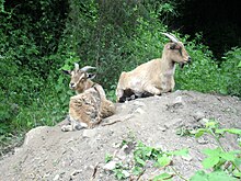 Ziegen im Naturpark bei Warburg