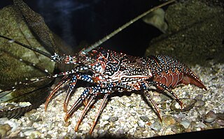 <i>Panulirus guttatus</i> species of crustacean