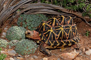 <span class="mw-page-title-main">Tent tortoise</span> Species of tortoise