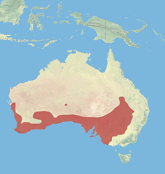 File:Western Grey Kangaroo Range.jpg