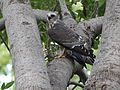 White-Tailed Kite fledgling, first day out of nest.jpg