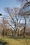 Speierling (Sorbus domestica)