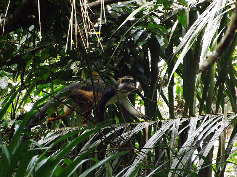 File:Wolf's guenon (Cercopithecus wolfi) near Obenge Camp, Democratic Republic of the Congo.JPG