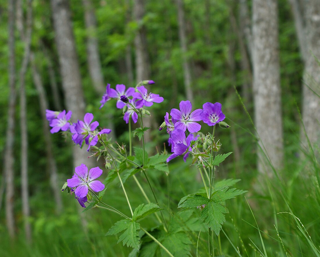 Wald-Storchschnabel