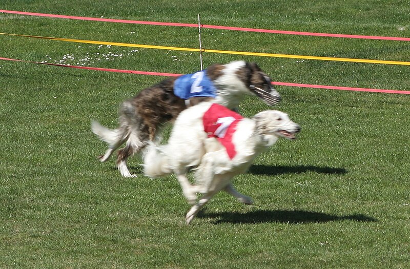 File:Wyscigi chartow Szombierki 2009 borzoje 8p.jpg