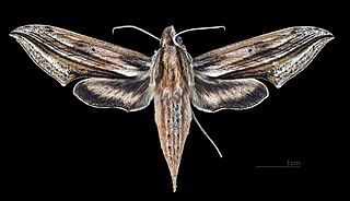 <i>Xylophanes maculator</i> Species of moth